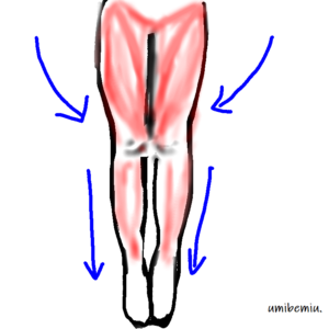 脚の筋肉のイラスト