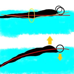 背泳ぎの姿勢の矢印で説明が入ったイラスト