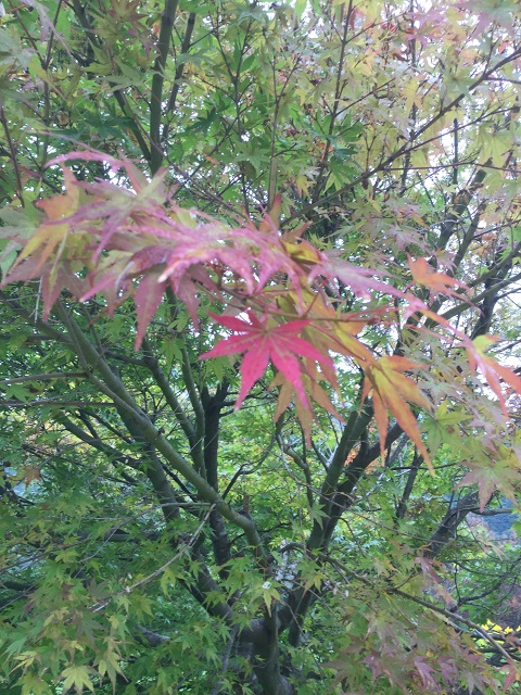 雨に濡れたもみじ