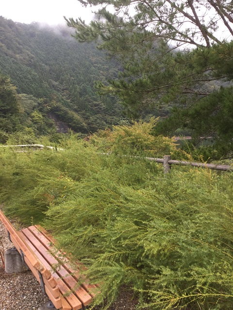 生い茂った草とベンチ