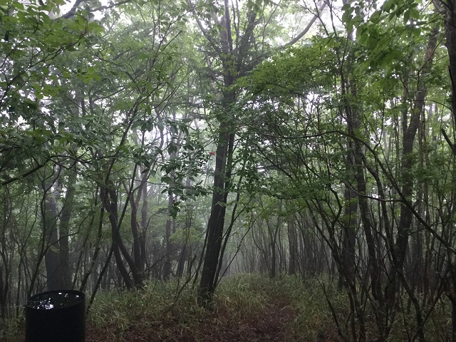 ガスでかすむドラム缶と木々