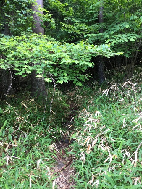 木や草が生い茂る登山道