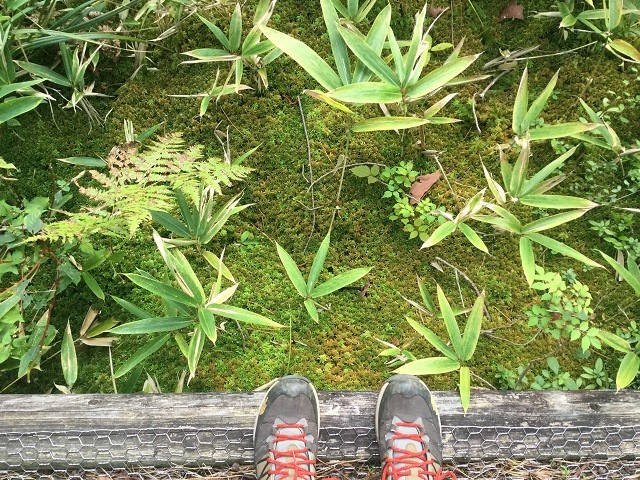 登山靴と苔