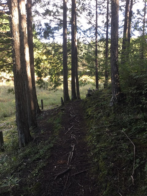 登山道のような道