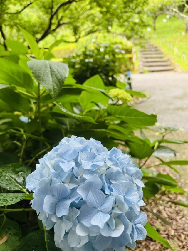 梅園入り口の紫陽花