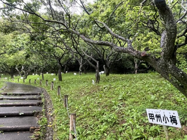 並ぶ梅の木と品種看板