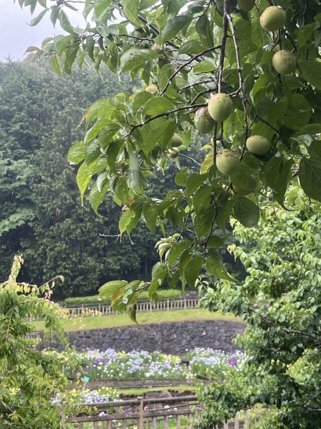 梅の実ごしの花しょうぶ