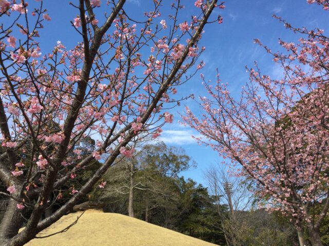 赤塚山公園の河津桜