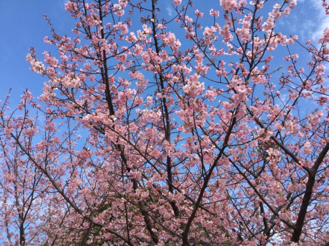 満開の河津桜