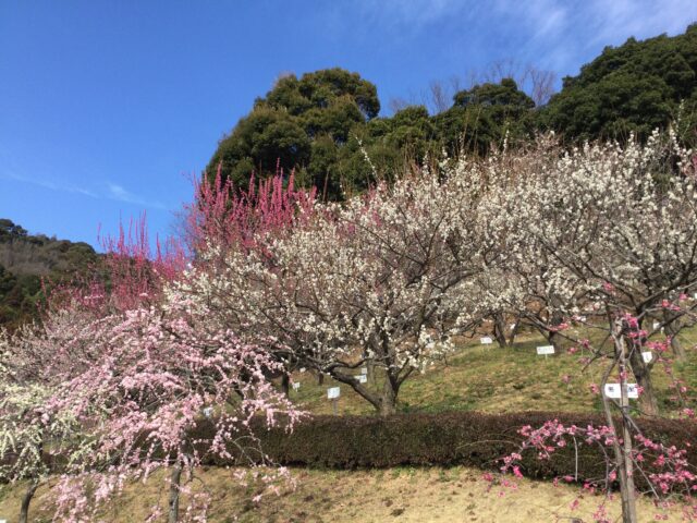 いろいろな種類の梅の花