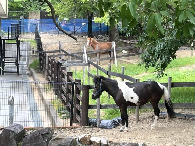 2頭ののポニー