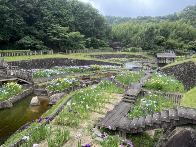赤塚山花しょうぶの全貌