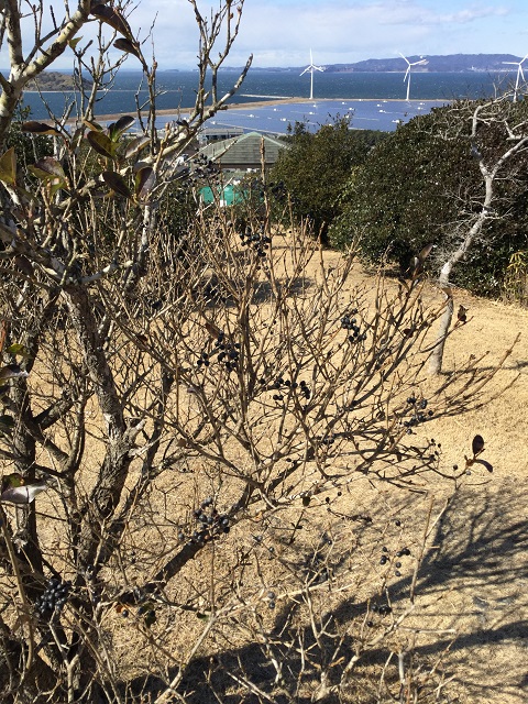 枯れ木越しの東屋