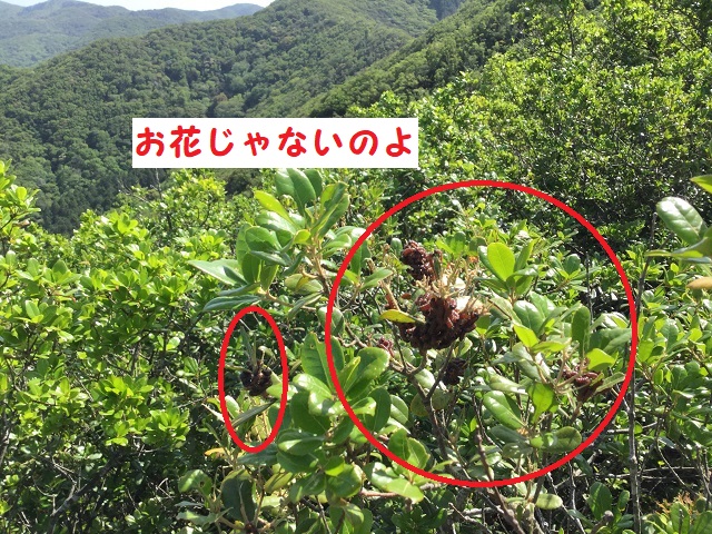 花のような塊の毛虫たち