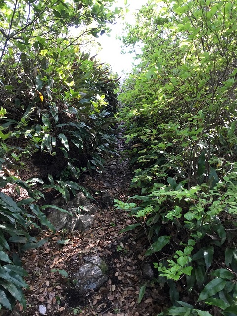 木々が迫る登山道