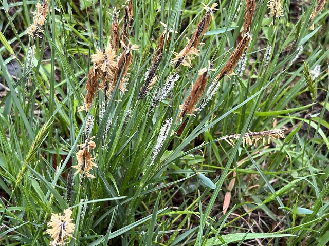 湿原の植物