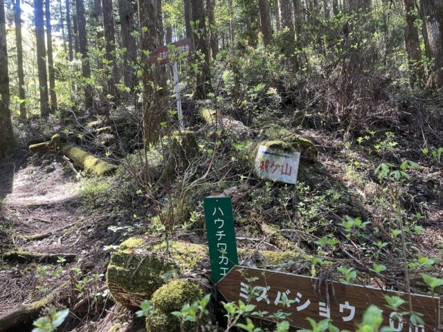 ミズバショウと書かれた看板