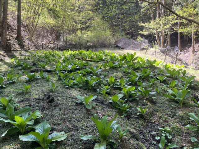 ミズバショウ群生地