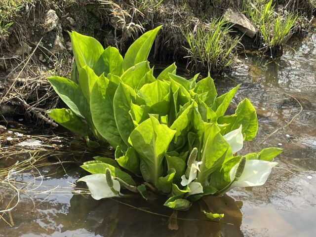 池の中の水芭蕉