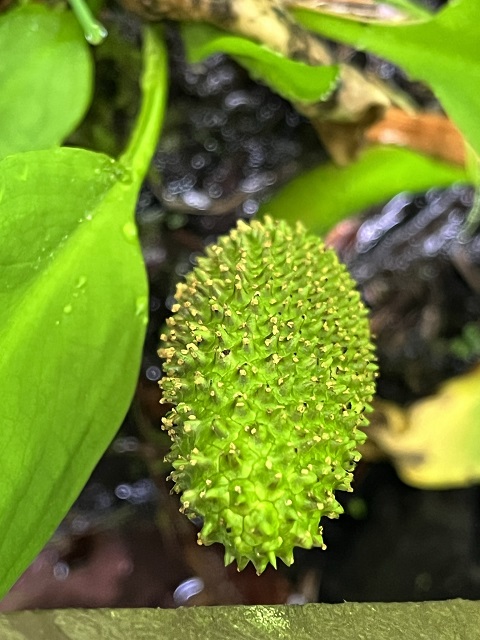 ミズバショウの花序