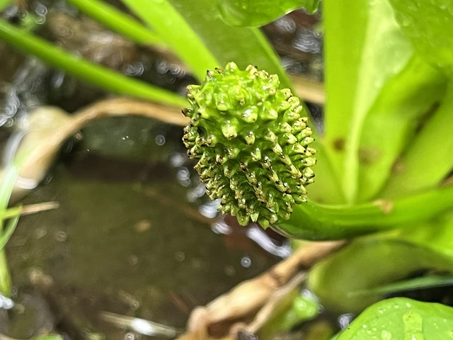 ミズバショウの花序