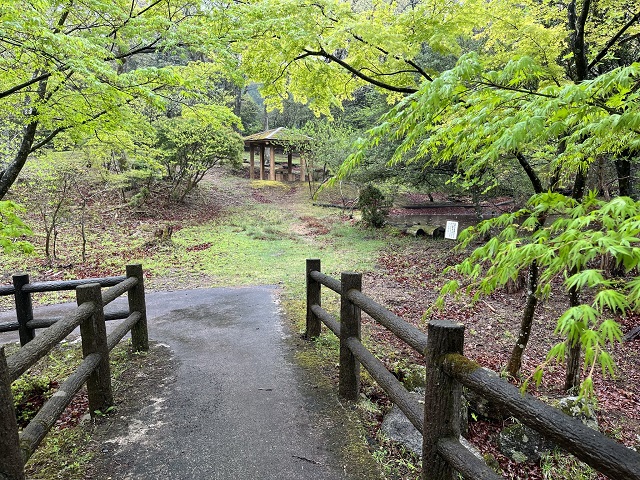 湿原の森の木道