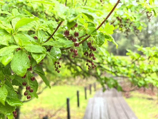 湿原の森の植物越しの木道