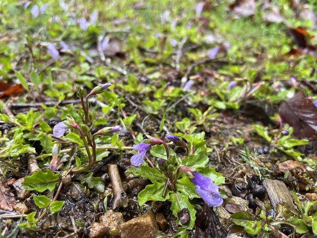 湿原の植物