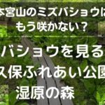 本宮山のミズバショウはもう咲かない？ミズバショウを見るなら鬼久保ふれあい公園湿原の森