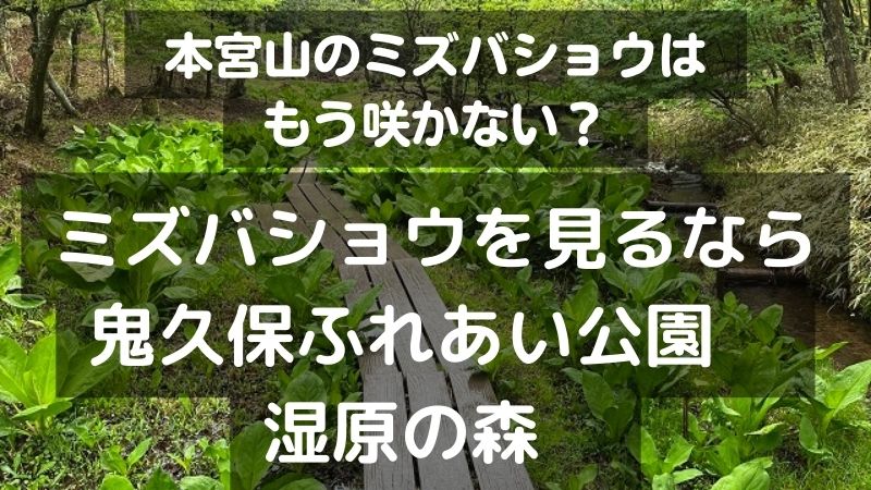 本宮山のミズバショウはもう咲かない？ミズバショウを見るなら鬼久保ふれあい公園湿原の森