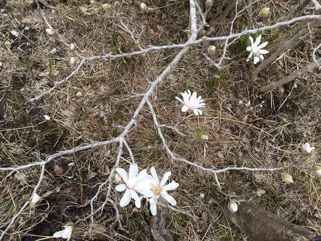 藤七原湿地のシデコブシ