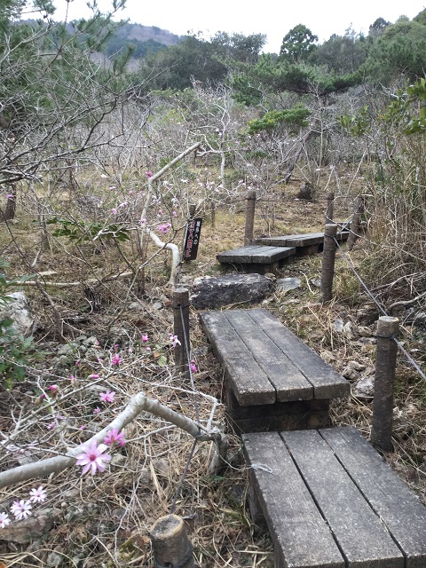 藤七原湿地の木道