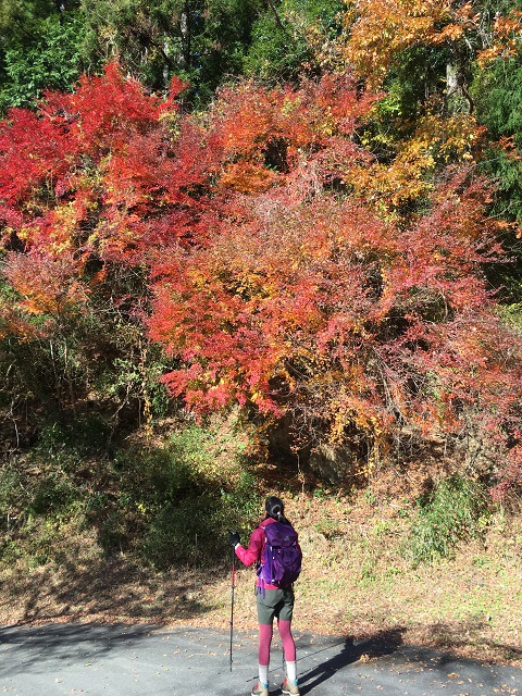 大きな紅葉の木と女性