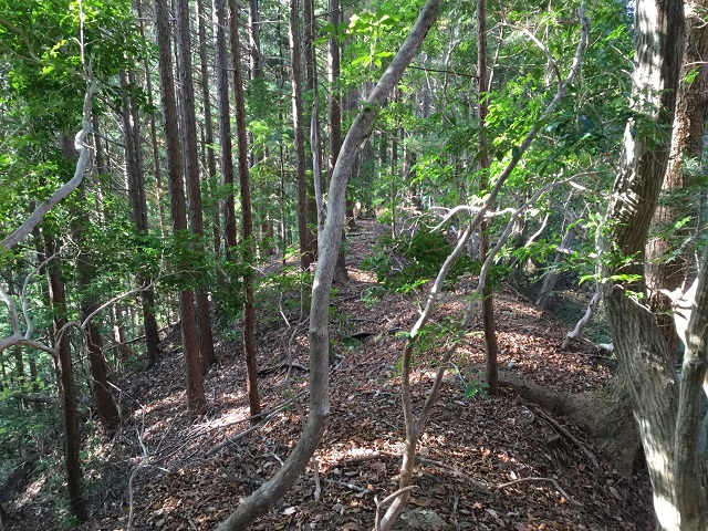 馬の背のような山道