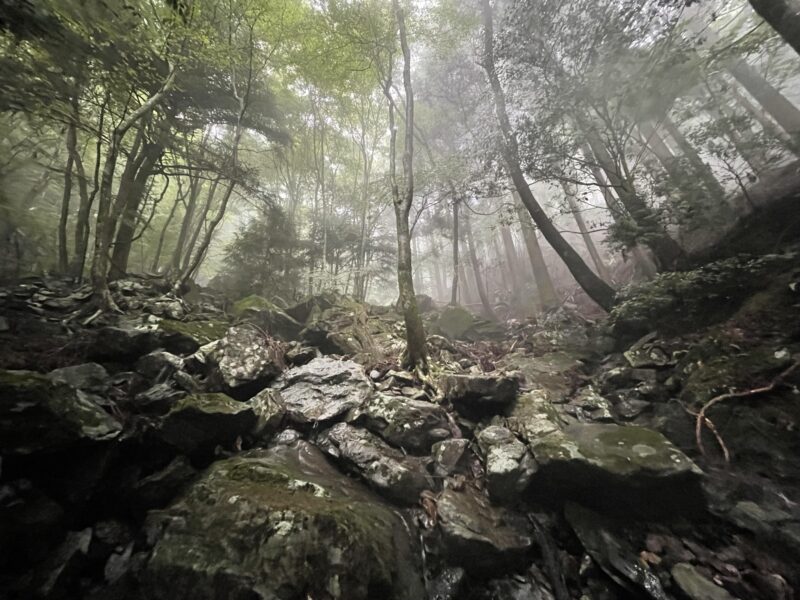 ガスのかかった森