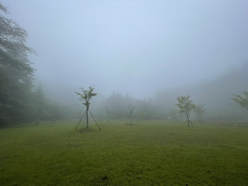 ガスのかかった湿原