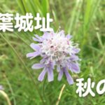 五葉城址秋の花