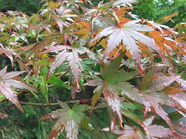 雨に濡れたもみじ