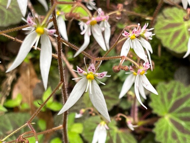 鳳来寺山のユキノシタ