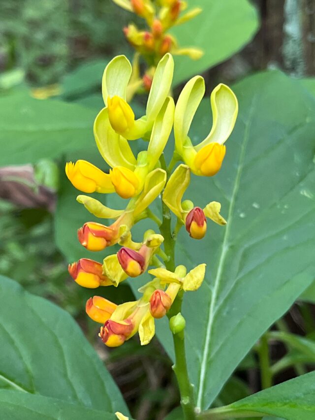 鳳来寺山のカキノハグサ
