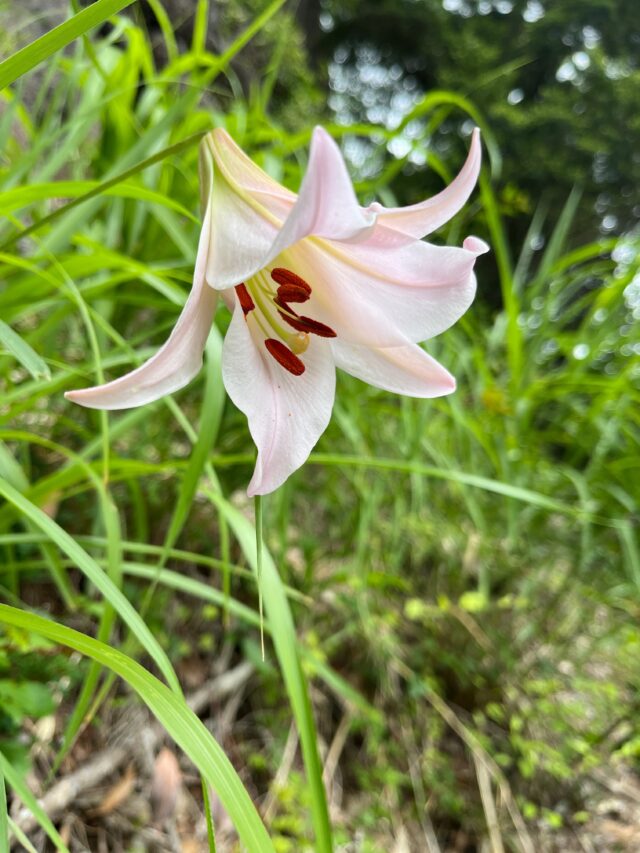 鳳来寺山のササユリ