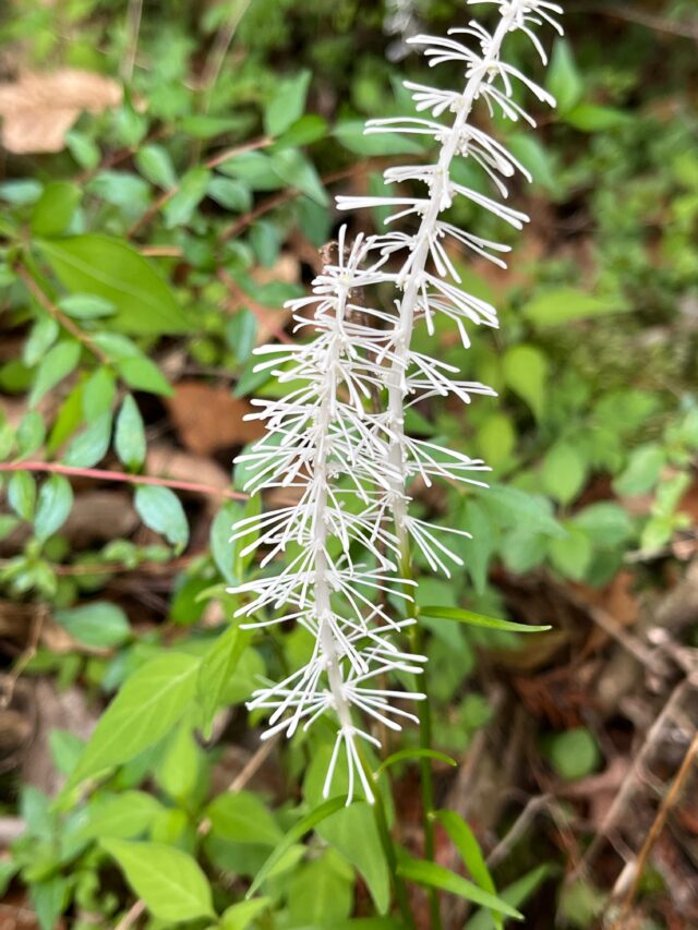 鳳来寺山のシライトソウ