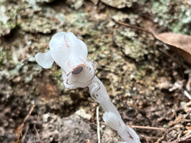 鳳来寺山のギンリョウソウ