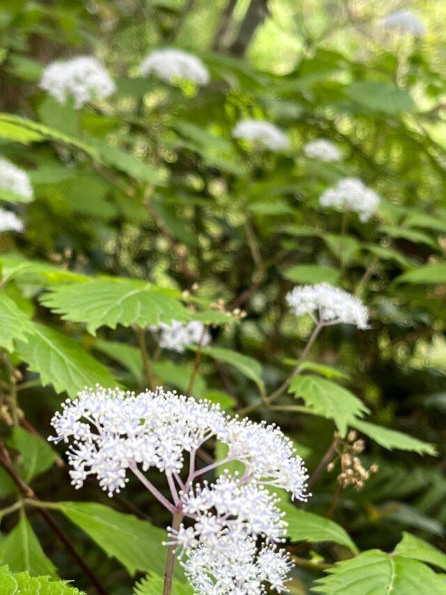 鳳来寺山のコアジサイ