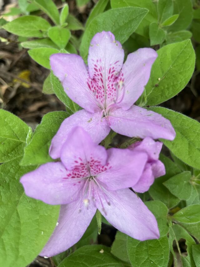 ピンクの花