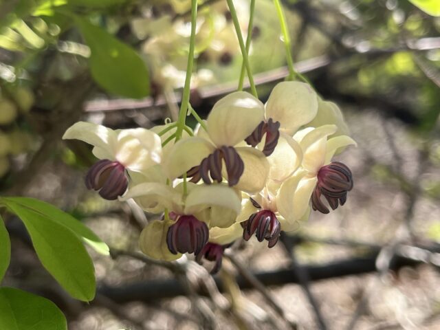 アケビの花