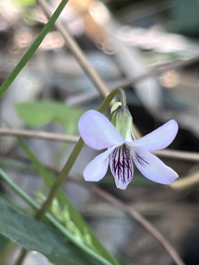 白い花