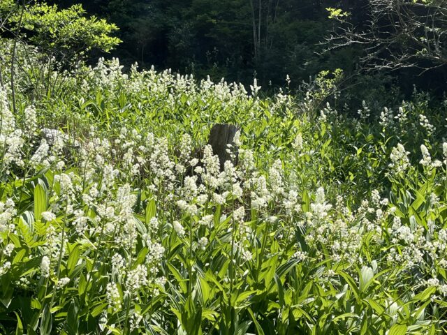 ミカワバイケイソウの群生