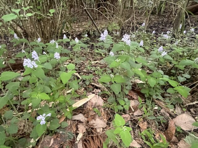 薄紫の花の群生