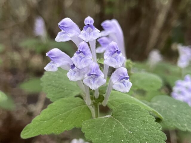 薄紫の花のアップ